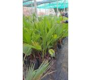 Palmera Washingtonia